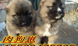 狗与狗交配视频,揭秘犬类交配行为